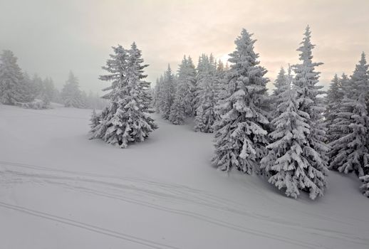 Forest in winter covered by snow