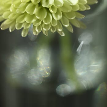 small green chrysanthemum close up