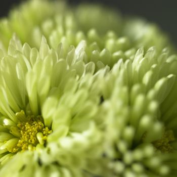 small green chrysanthemum close up