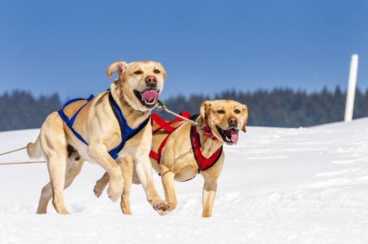 sportive dog team is running in the snow