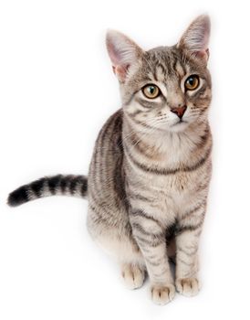 Young british shorthair kitten on white background