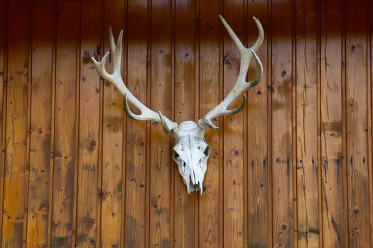 Deer skull with antler on the wall
