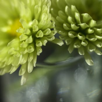 small green chrysanthemum close up