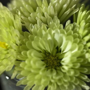 small green chrysanthemum close up