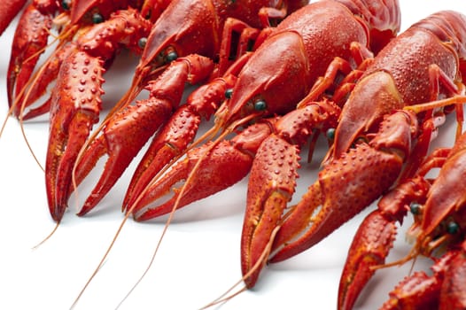 Prepared many red crayfish on white background