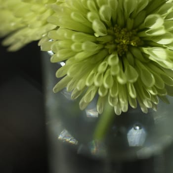 small green chrysanthemum close up