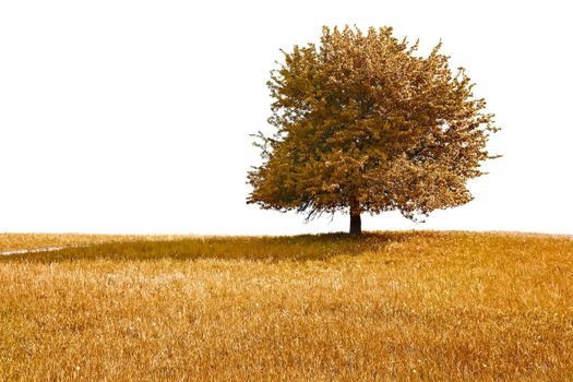 Autumn tree and meadow, white background