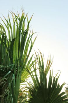 tropical palm tree at sun light
