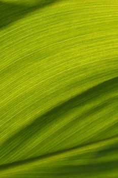 backgroun or texture abstract painted background banana leaf