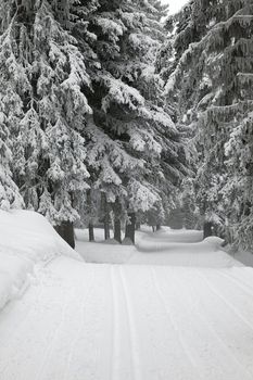 Snowy forest path in winter