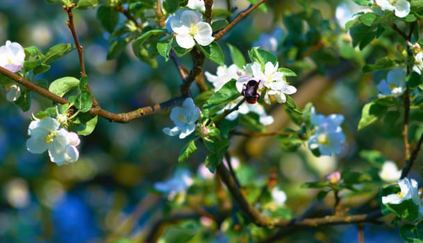 Blooming apple tree on a clear day in May