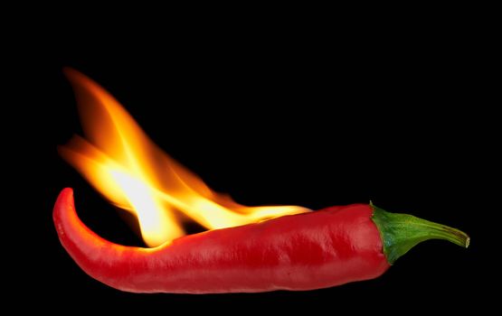 Flaming red hot chili pepper on a black background