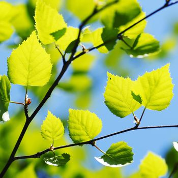 Green spring birch leaves background