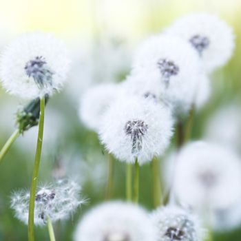 Beautiful white dandelion flowers close-up