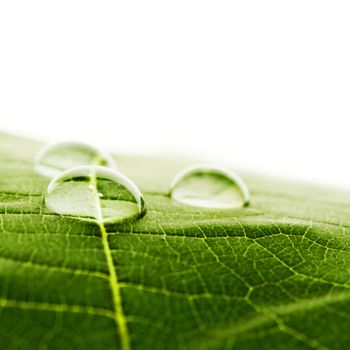 Water drops on green fresh leaf macro