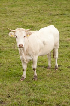 white cow in meadow looking up