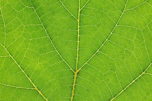 Fresh dreen leaf texture macro close-up