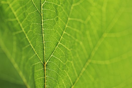 Fresh dreen leaf texture macro close-up