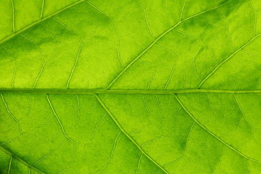 Fresh dreen leaf texture macro close-up