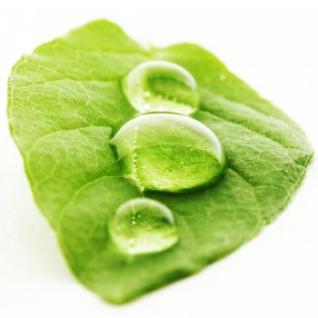 Water drop on leaf isolated on white background macro