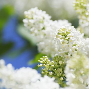 Blossoming branch of a white lilac close-up