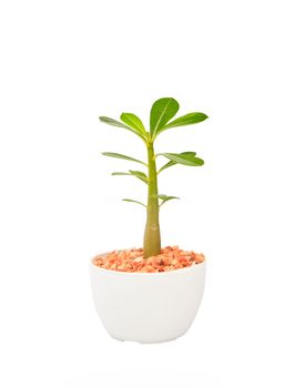 cactus tree plant  with green leaves in white pot isolated white