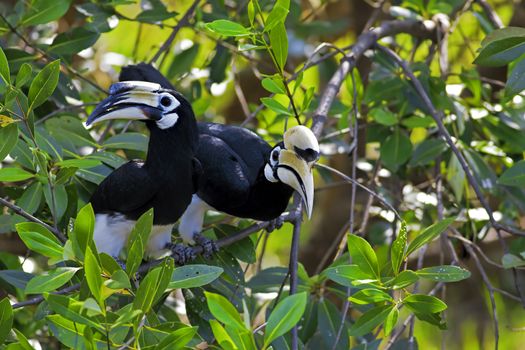 Oriental Pied Hornbill in the jungle in Borneo