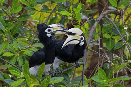 Oriental Pied Hornbill in the jungle in Borneo