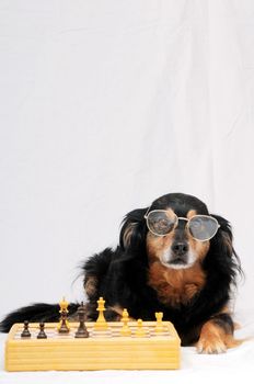One Smart Black Dog Playing Chess on a White  Background