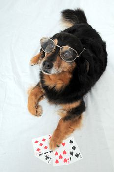 One Smart Old Black Dog Playing Poker On a White Background