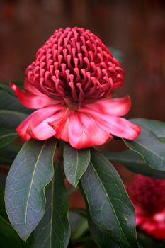 The showy flowers of the waratah consist of many small flowers densely packed into conical or peaked dome-shaped heads.  Reds, crimsons, pinks and a rare white are varieties.  The waratah means beautiful or handsome.  NSW flower emblem