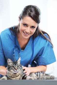 Veterinarian doctor making a checkup of a cute beautiful cat