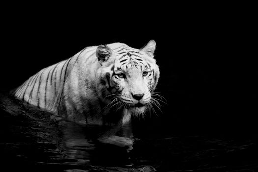 Black and white picture of a White Tiger