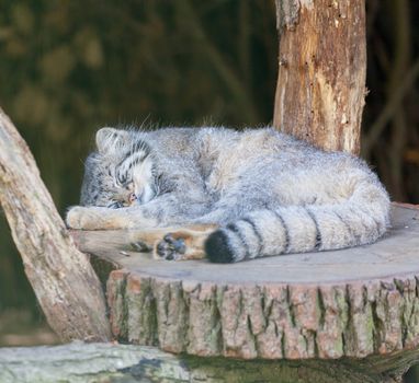 Manul sleeps on a stub