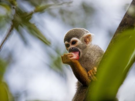 A common squirrel monkey playing in the trees