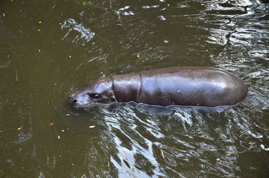 pygmy hippo in the water