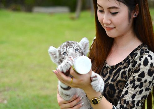 pretty women feeding baby white bengal tiger