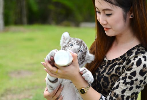 pretty women feeding baby white bengal tiger