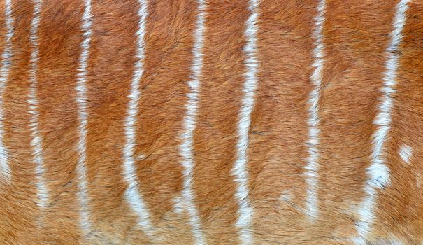 textured of nyala fur (Tragelafhus angasii)