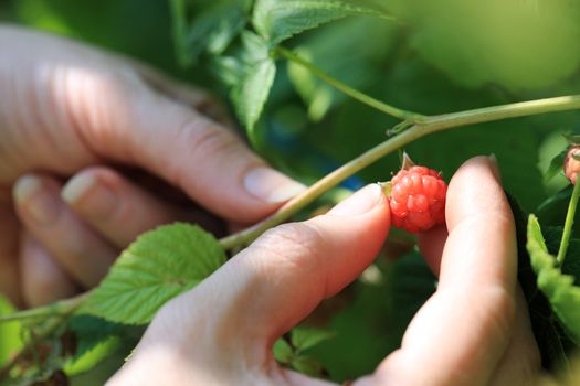Woman hands picking a red raspberry, shallow deep of field