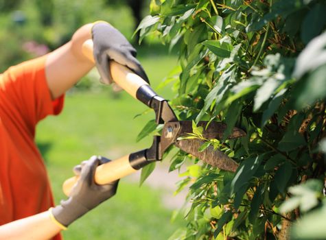 A gardener cutting a hedge in the garden, hands close up