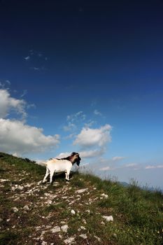 a goat on a mountain trail admire the landscape
