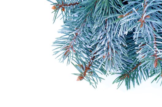 Corner Border of Blue Spruce Branches with Hoarfrost isolated on white background