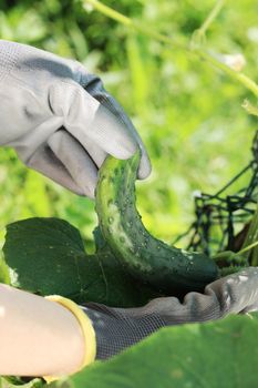 Woman hands picking a cucumber, close up