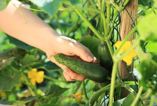 Woman hands picking a cucumber, close up hand