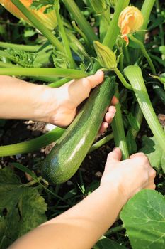 Woman hands picking a zucchini, close up