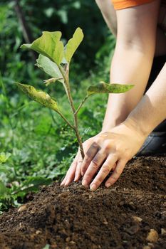 Female gardener planting a eggplant seedling