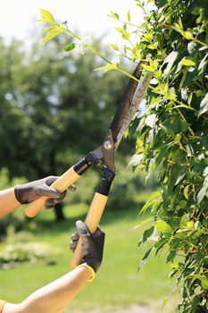 A gardener cutting a hedge in the garden, hands close up