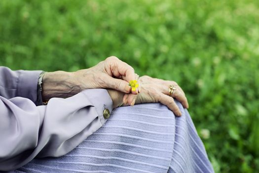 The hands of an elderly woman holding a yellow flower