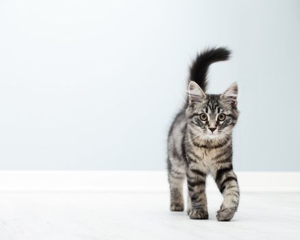 Cute kitten walking on floor at home